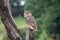 Eagle owl in a tree, photographed in the Drakensberg mountains near Cathkin Peak, South Africa