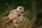 Eagle owl, tree trunk in grass. Sitting young Eurasian Eagle Owl on moss tree stump with in forest habitat, wide angle lens photo