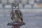 Eagle owl in Turkestan, Kazakhstan.