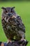 Eagle Owl in Wildpark Neuhaus