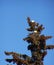 Eagle Pair in Spruce Tip