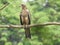 An eagle is perched on a branch of a tree