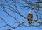 Eagle perched high above his domain