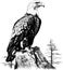 eagle perched on stump vintage engraving vector illustration