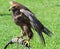 Eagle perched on a trestle during a demonstration of birds of pr