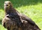 Eagle perched on a trestle during a demonstration of birds of pr