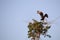 An eagle perching on a bush