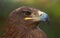 Eagle portrait