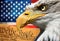 Eagle portrait closeup symbol usa or us stripes and stars flag