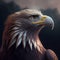 eagle portrait wild nature real realistic high definition close up detail image