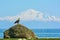 Eagle posed in front of Mt. Baker