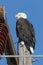 Eagle on Power Pole