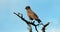 Eagle, Prepares to take flight from a dead tree in Africa, Kenya. Wildlife birds