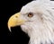 Eagle Profile at the Palm Beach Zoo