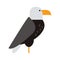 Eagle raptor wildlife bird vector.