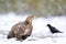 Eagle and raven on snow