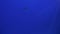 Eagle Ray Stingray Or White Spotted Sea Ray Swimming & Gliding In Deep Blue Sea