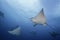 Eagle Rays Mexico