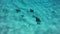 Eagle Rays underwater diving video from French Polynesia coral reef lagoon, Pacific Ocean. Marine life, fish, eagle ray