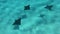 Eagle Rays underwater video from French Polynesia Tahiti in coral reef lagoon, Pacific Ocean. Marine life, fish, eagle
