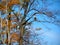 Eagle resting on tree during Autumn in the FingerLakes