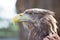 The eagle`s head is in profile in bright sunlight_