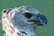 Eagle\\\'s head South American harpy (lat. Harpia harpyja) with a powerful predatory beak isolated