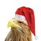 Eagle with santa hat