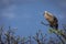 Eagle seating on a tree in safari at Tarangire National Park of Tanzania