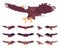 Eagle set, large powerful bird with massive wings in flight