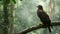 An eagle sits on a tree branch in the Amazon jungle generative ai