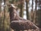 Eagle sitting on a ground