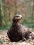 Eagle sitting on a ground