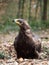 Eagle sitting on a ground