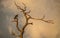 Eagle sitting on a leafless tree, looking ahead majestically. Florida wildlife birds. Dry Pine tree. Animals and Nature photograph