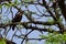 Eagle sitting on the leafless tree during morning time in Delhi India, Eagle resting on the branch of a tree