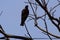 Eagle sitting on the leafless tree during morning time in Delhi India, Eagle resting on the branch of a tree