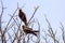 Eagle sitting on the leafless tree during morning time in Delhi India, Eagle resting on the branch of a tree