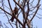 Eagle sitting on the leafless tree during morning time in Delhi India, Eagle resting on the branch of a tree