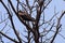 Eagle sitting on the leafless tree during morning time in Delhi India, Eagle resting on the branch of a tree