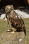 Eagle sitting on a stump. Bird of prey steppe eagle sitting on a stump.