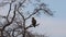Eagle sitting on tree branch on sky background.  White-tailed eagle Haliaeetus albicilla hunting in natural habitat. Bird of pre