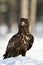 Eagle on snow in winter. Birds of prey on snow. White-tailed eagle.