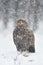 Eagle in snowfall