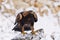 Eagle in snowfall. Golden eagle, Aquila chrysaetos, perched on snowy rock. Majestic bird with sharp hooked beak