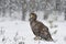 Eagle in snowfall at winter forest