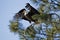 Eagle starts its flight from tree.