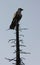 Eagle Statue atop a metal tree