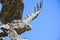 Eagle statue with wings spread