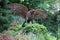 Eagle statue on the woodland Sissi walk in Meran